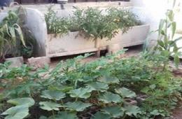 Stranded Residents of Western Yarmouk Camp Grow Vegetables  
