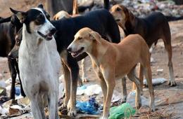 Stray Dogs Sway Khan Eshieh Camp for Palestinian Refugees