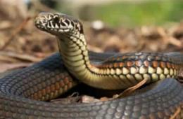 Poisonous Reptiles Swamp Daraa Camp for Palestinian Refugees 
