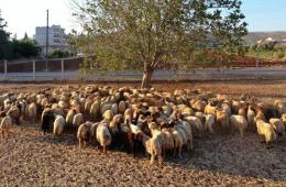 Food Items Distributed to Displaced Families in Northern Syria