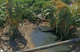 Agricultural Crops Damaged in Neirab Camp for Palestinian Refugees