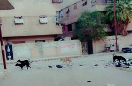 Stray Dogs Sway AlSabina Camp for Palestinian Refugees