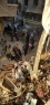 صور توثق خروج عناصر هيئة تحرير الشام من أحياء غرب مخيم اليرموك نحو إدلب 