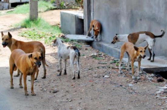 سكان مخيم السبينة  يشكون من الكلاب الضالة 