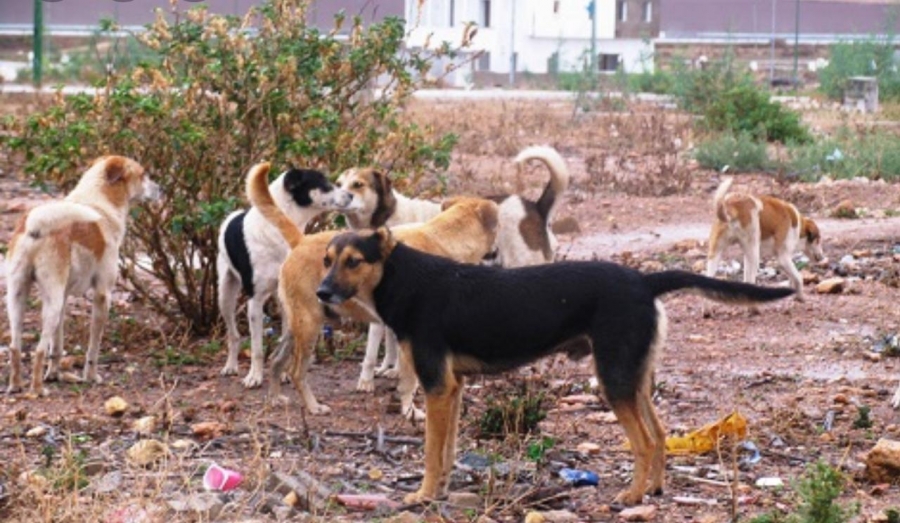 شكوى من انتشار  الكلاب الضالة في مخيم سبينة 