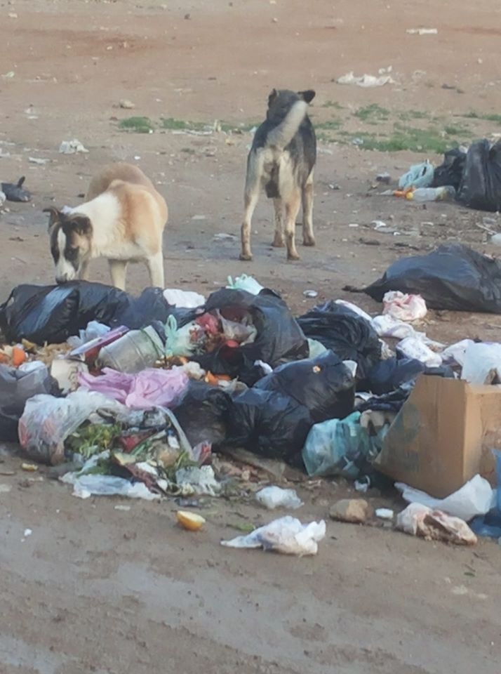 أهالي مخيم الحسينية يشتكون انتشار الكلاب الضالة واكوام القمامة