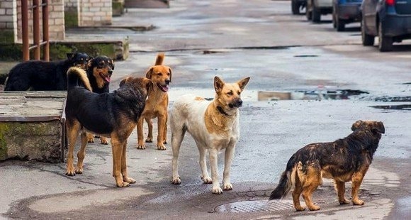 الكلاب الضالة مصدر قلق وإزعاج لأهالي مخيم خان الشيح