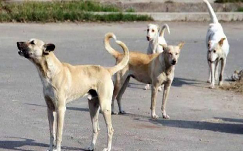 مخيم الحسينية.. شكاوى من انتشار الكلاب الضالة بين الأزقة وأمام المدارس 