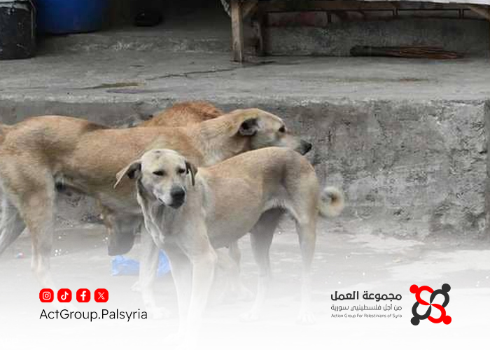 كلاب ضالة تهدد أطفال مخيم خان دنون ومناشدات للجهات المعنية بالتدخل