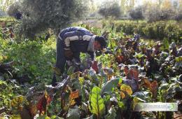مؤسسة جفرا توزع محصولها الزراعي على العائلات في بلدة يلدا