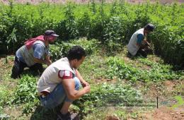 جفرا توزع محصولها الزراعي على النازحين الفلسطينيين جنوب دمشق