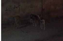 مع البرد وانقطاع الكهرباء عن مخيم الحسينية الكلاب الشاردة تغزو المنطقة