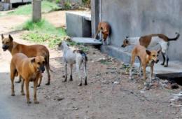 سكان مخيم السبينة يشكون انتشار الكلاب الشاردة 