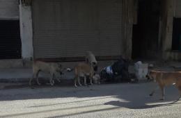 الكلاب الشاردة معاناة يومية للأهالي في مخيم السبينة