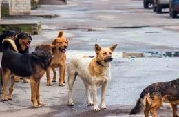تجدد الشكاوى من خطر الكلاب الشاردة في مخيم خان الشيح