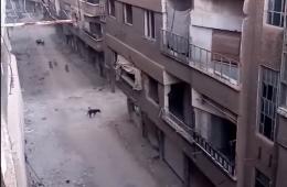 إصابة اثنين من أبناء مخيم اليرموك إثر مهاجمة كلاب ضالة