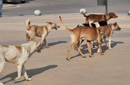 الكلاب الضالة تُهدد سلامة المدنيين في المخيمات الفلسطينية بسوريا