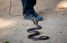 انتشار الثعابين يثير رعب وقلق أهالي مخيم سبينة