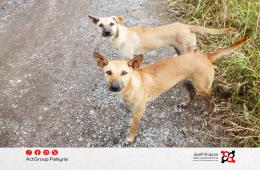 لجنة مخيم اليرموك تطلق مبادرة للتعامل مع الكلاب الضالة بالتعاون مع جمعية متخصصة