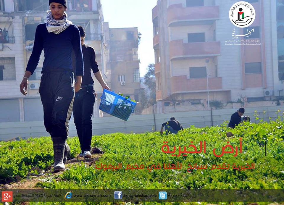The Palestine Charity Committee Distributes an Amount of Spinach to the besieged people of the Yarmouk Camp.