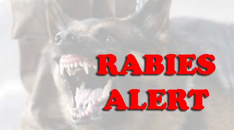 Warnings of RABIES Disease Spread after a Child Died in the Yarmouk Camp