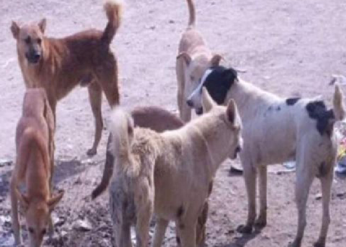Stray Dogs Sway Yarmouk Camp for Palestinian Refugees