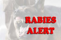 Warnings of RABIES Disease Spread after a Child Died in the Yarmouk Camp