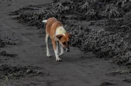 Stray Dogs Sway Deraa Camp for Palestinian Refugees